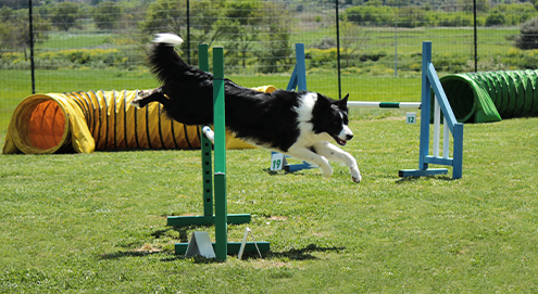 Border Collie running through weave poles