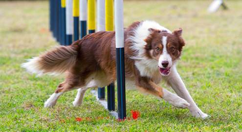 Border Collie rent door behendigheidheidpaaltjes