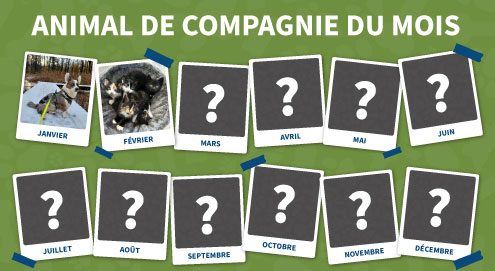 animal de compagnie du mois