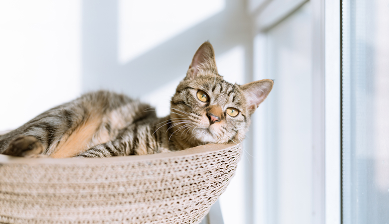 Kat ligt in kattenmand en kijkt uit raam