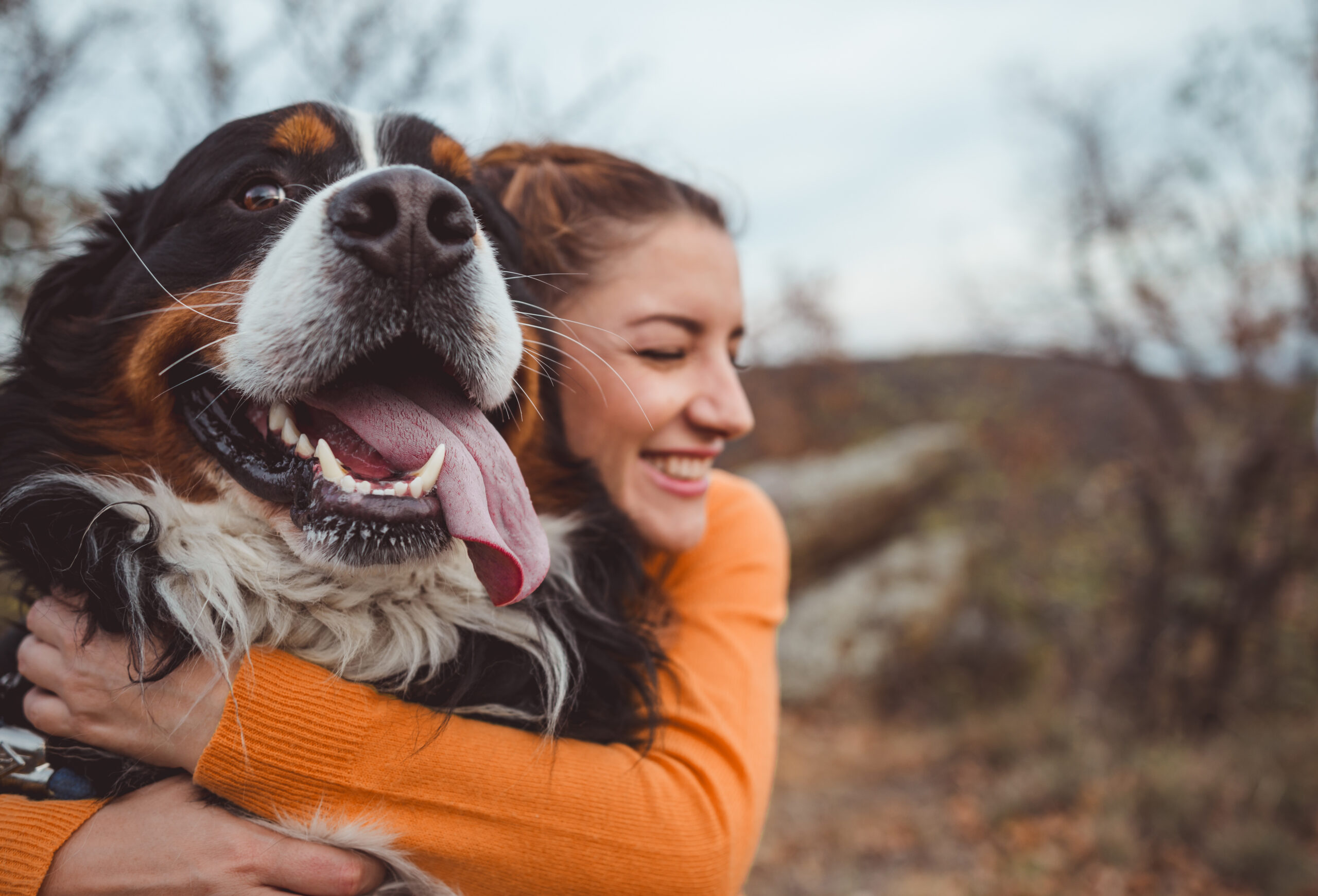 Bernen Sennenhond met zijn baasje