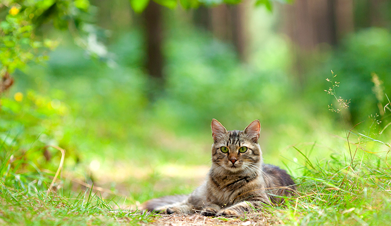 Kat ligt in het gras