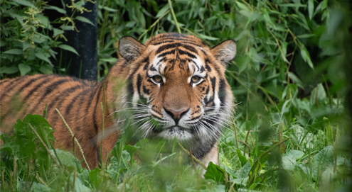 tijger-stichting-leeuw