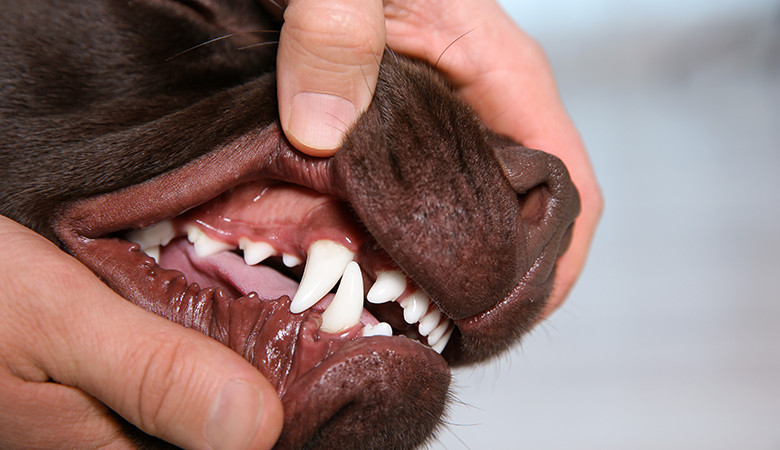 Dentition saine du chien