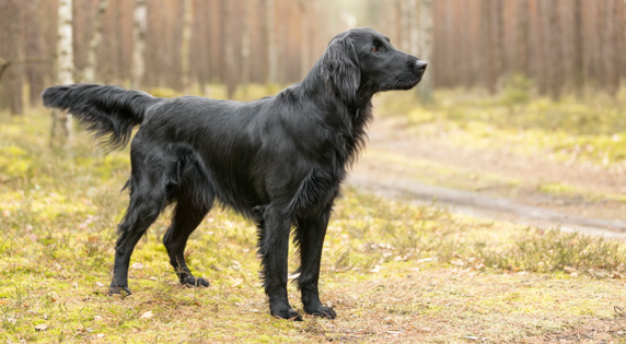 Flat-Coated Retriever