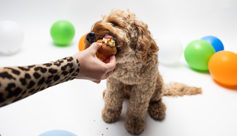 chien qui fait la fête