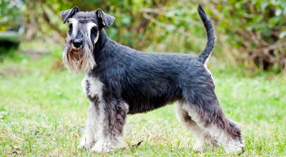 Dwergschnauzer
