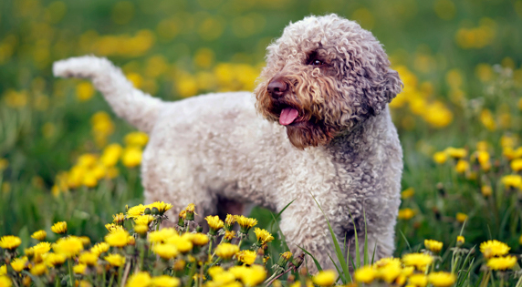 Lagotto-Romagnolo