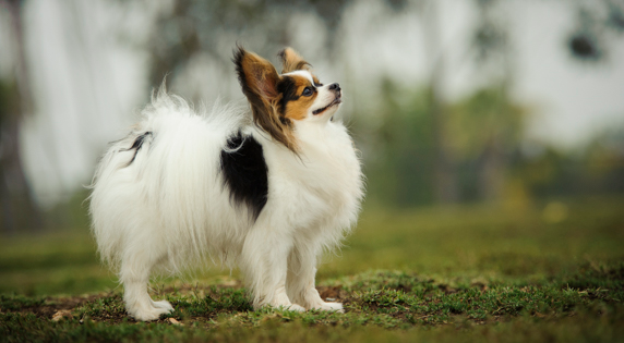 Papillon(1)