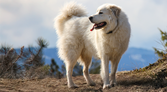 Pyreneese Berghond