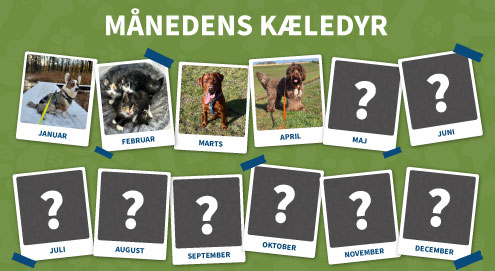 maanedens kaeledyr