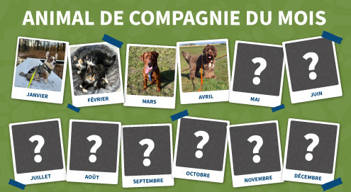 animal de compagnie du mois