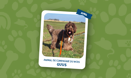 animal de compagnie du mois