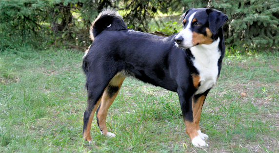 Appenzeller Sennenhond staand op gras