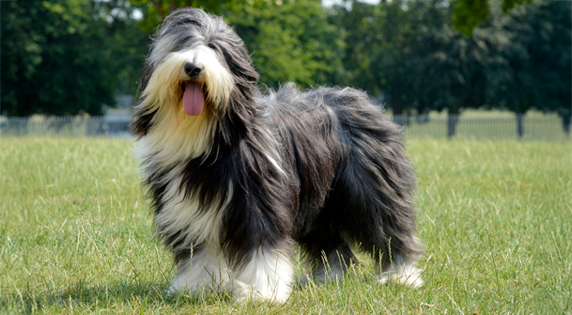 Bearded-Collie