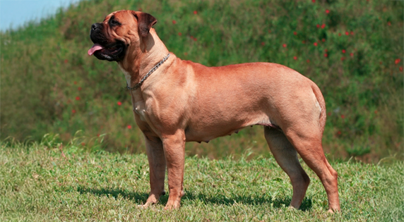 Bulmastiff staand op gras