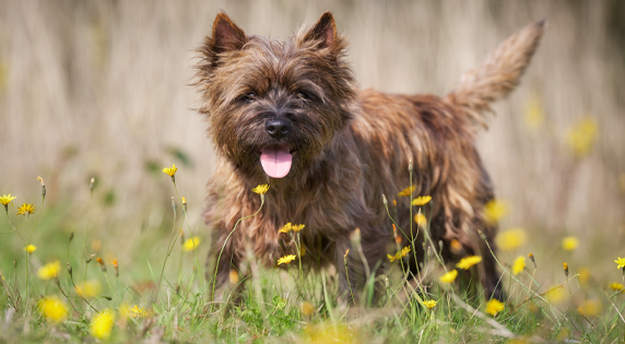 Cairn-Terrier