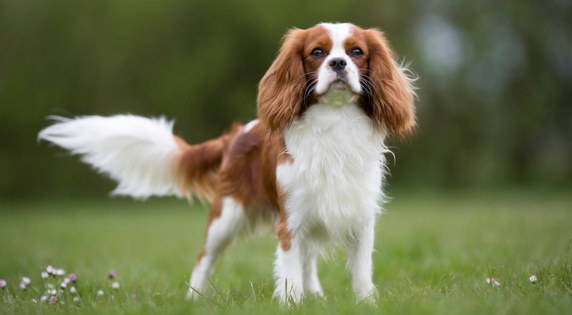 Cavalier-King-Charles-Spaniel