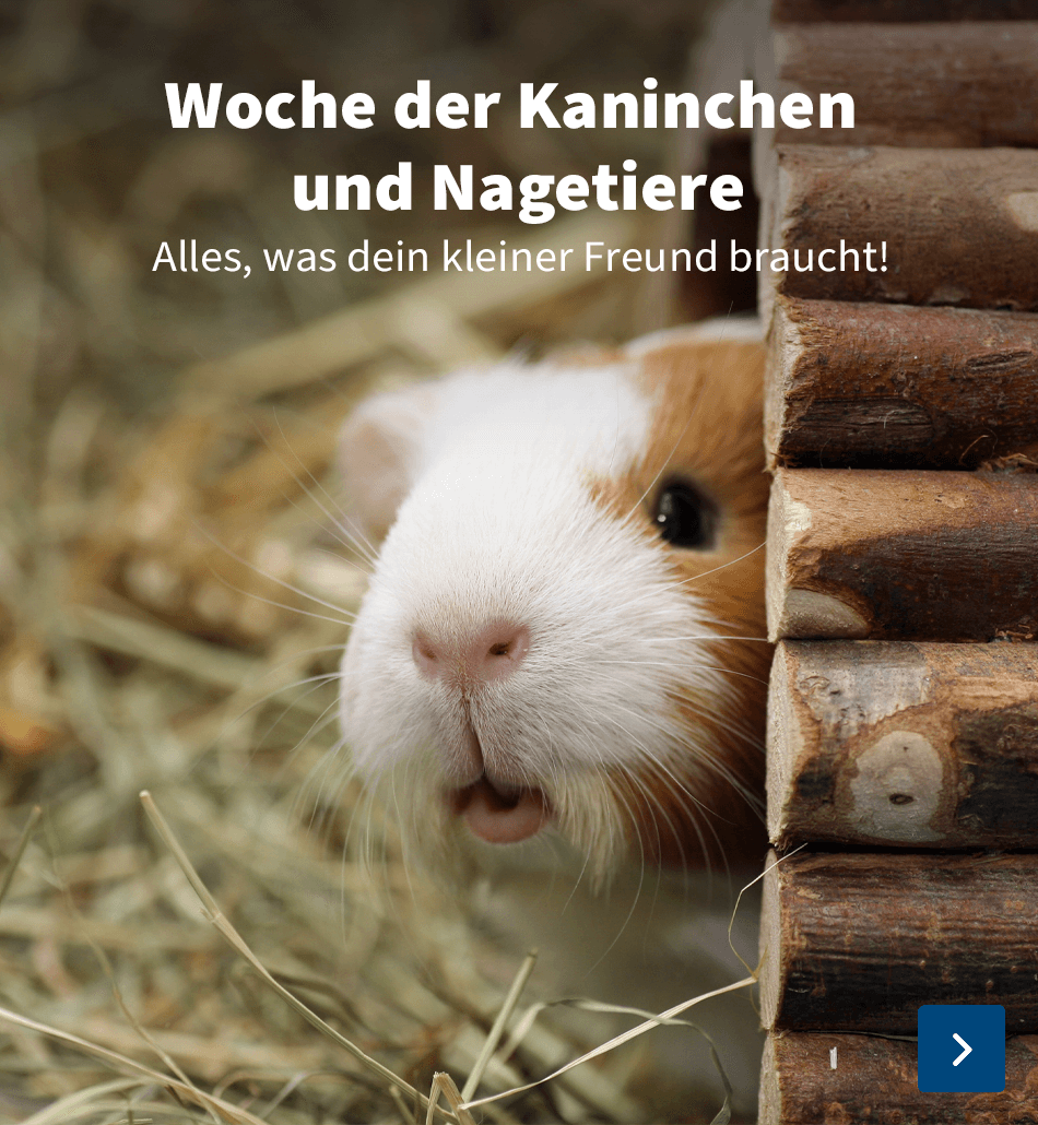 Woche der Nagetiere