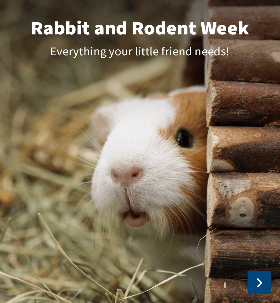 Rodent week