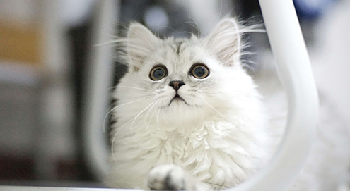 Kattenluiken