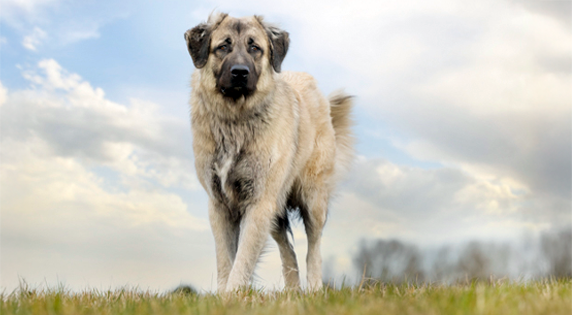 Kangal