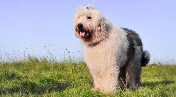 Old English Sheepdog in het gras