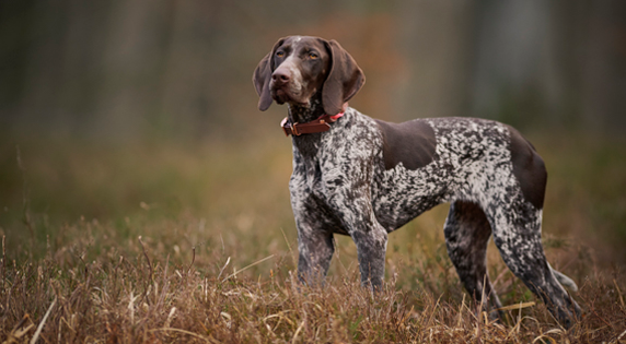 Pointer