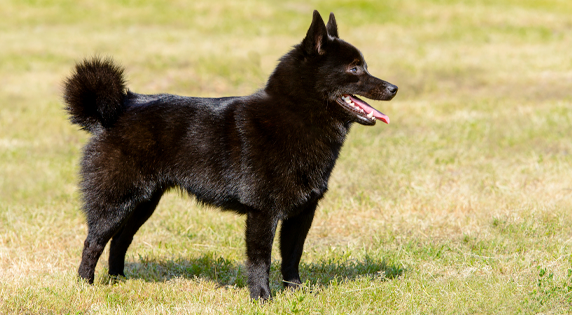 Schipperke (2)