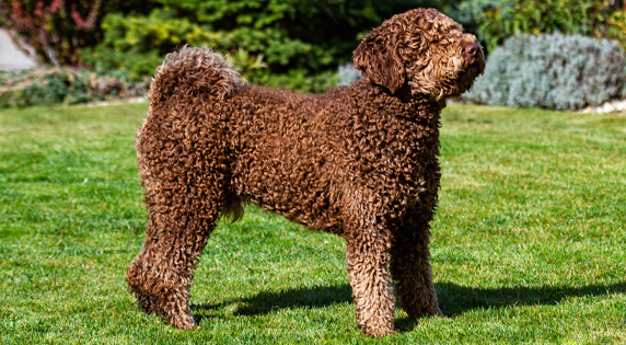 Spaanse Waterhond staand op het gras