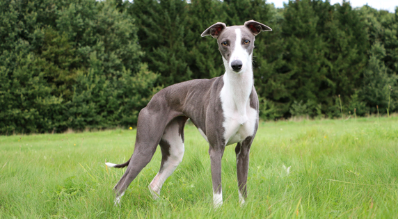 Whippet(1)