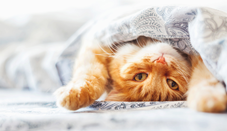 Rote Katze unter einer Decke
