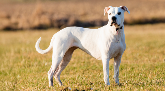 Dogo Argentino staand in het gras