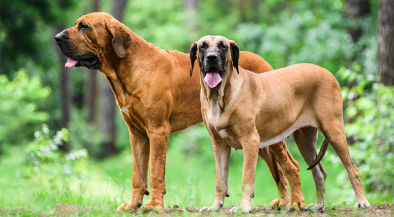 2 Fila Brasileiros staand in het bos