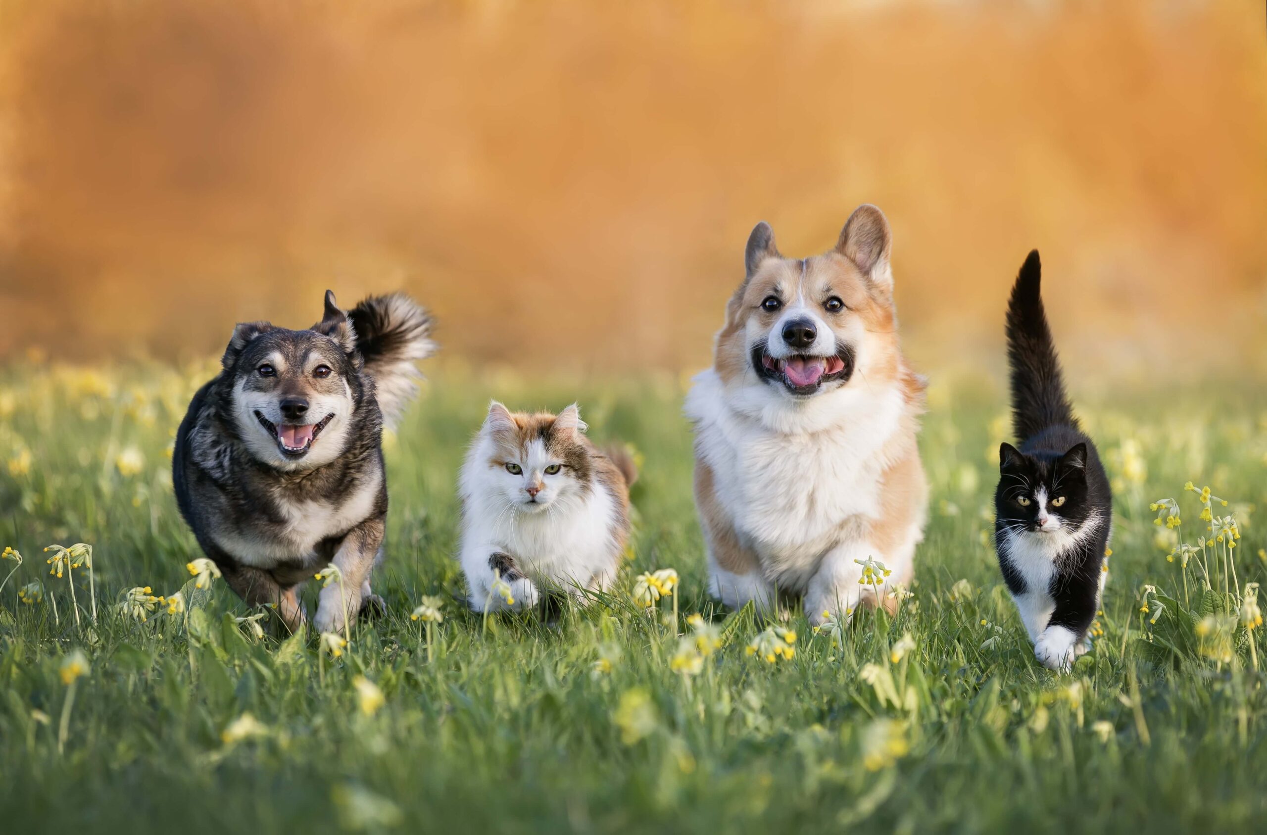dieren in grasveld