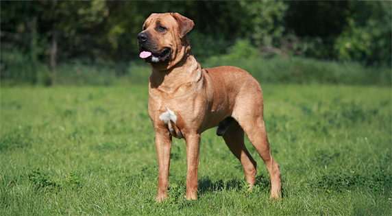 Tosa Inu staand in het gras