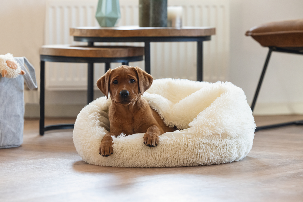 Beeztees puppy
