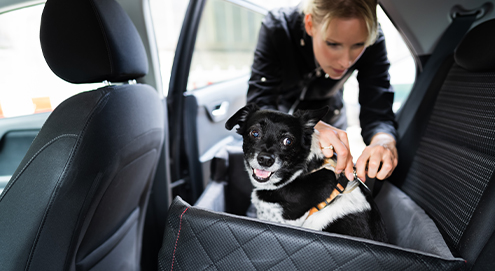 onderweg-hond