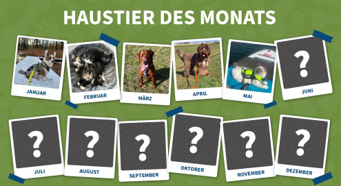 haustier-des-monats
