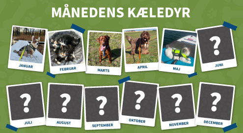 maanedens kaeledyr