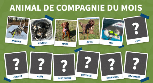 animal de compagnie du mois