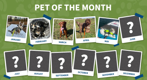 Pet of the month
