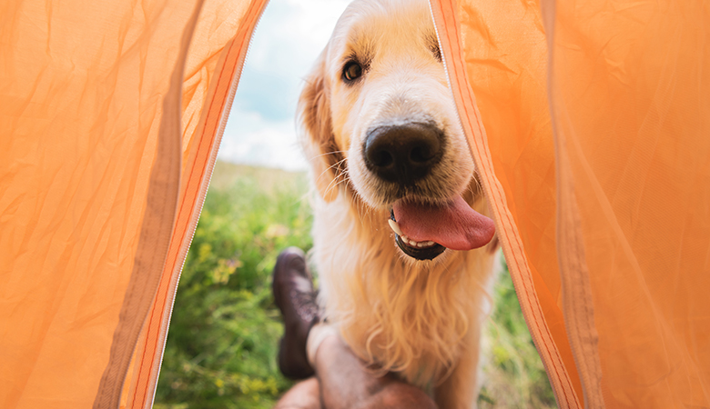 Golden retriever kijkt in een tent