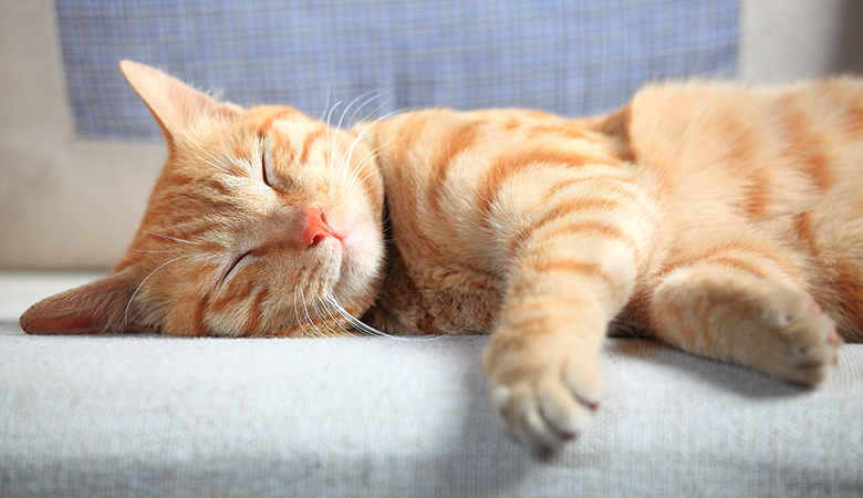 Rode kat ligt heerlijk ontspannen op de bank