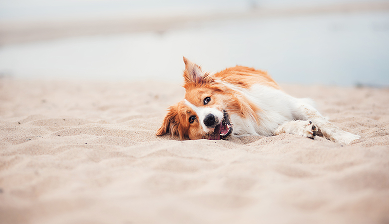 Hond ligt in het zand