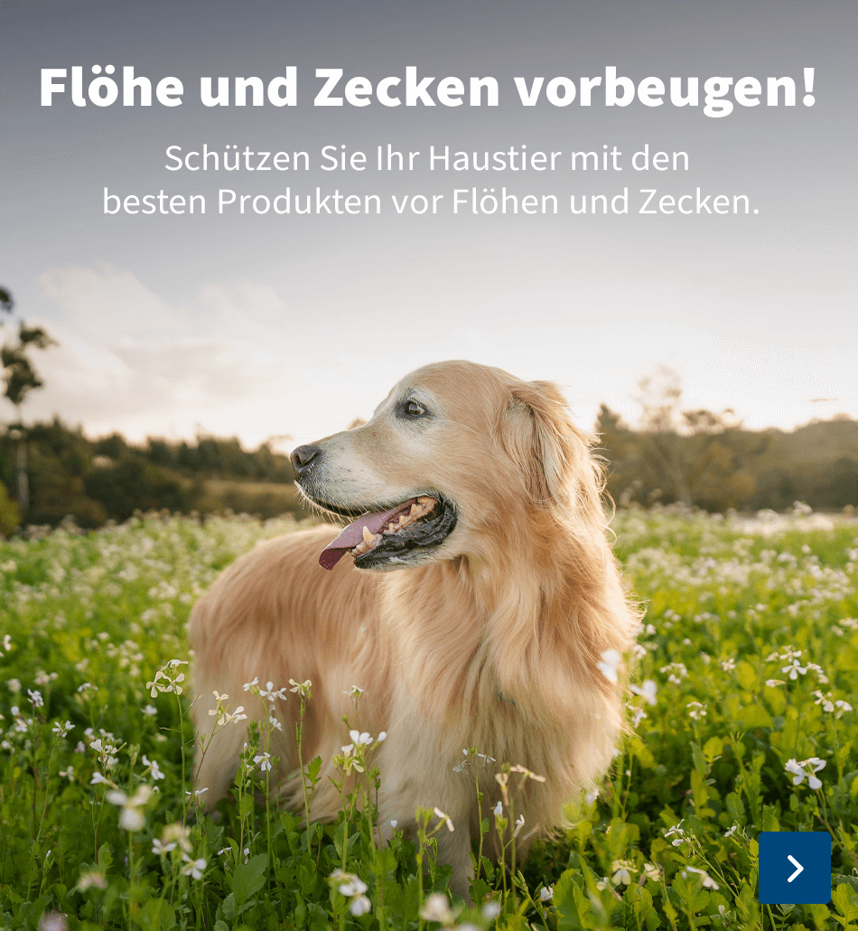 floh- und zecken 