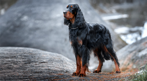 Gordon Setter