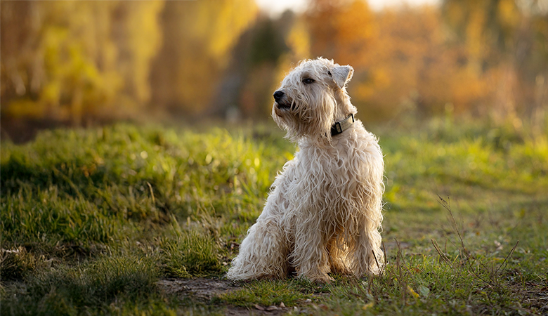 Irish Soft Coated Wheaten Terriër