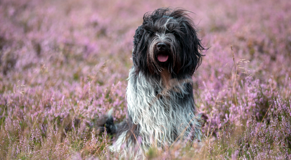 Schapendoes zittend in bloeiende heide