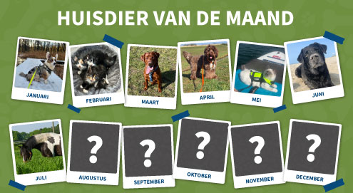 huisdier-van-de-maand